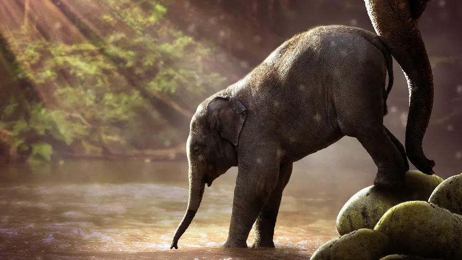 Download cute and funny stock photos of baby elephants walking in 4k quality