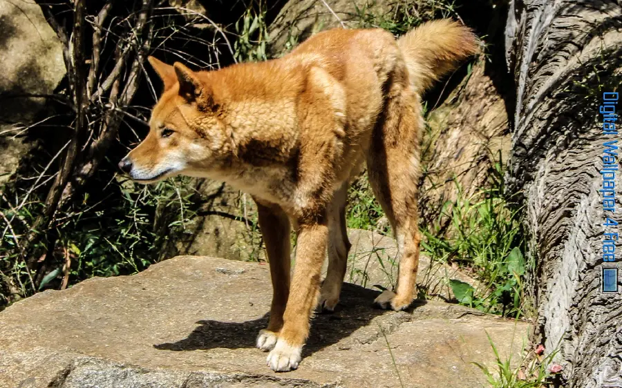 Background photo of a dingo or Australian wild dog HD