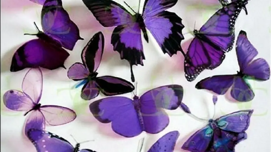 Stunning eye-catching purple butterfly stock photo for printing