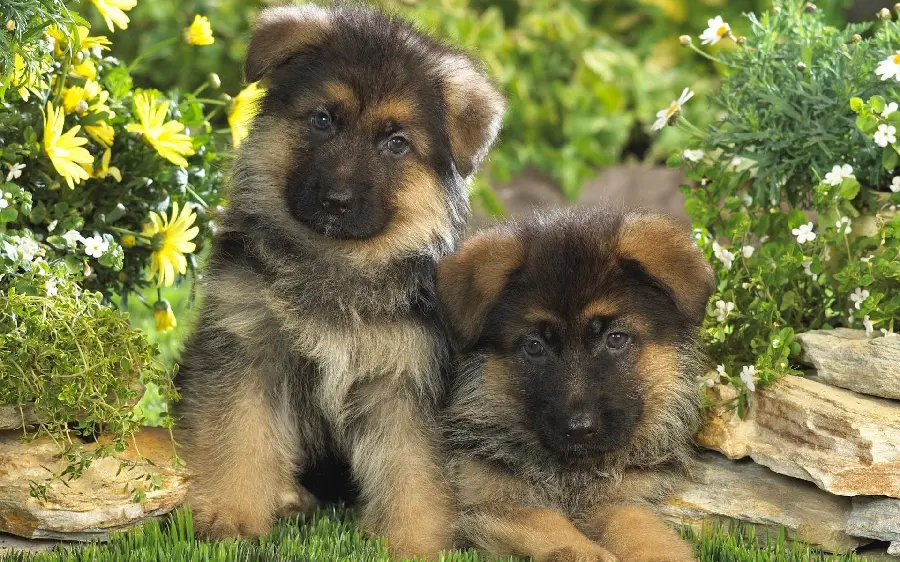 Beautiful background of cute and cute German Shepherd Rex puppies