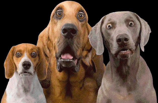 Real Dogs Profile Picture PNG Without Background