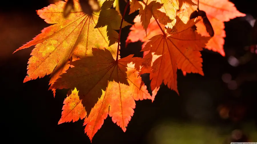 Autumn