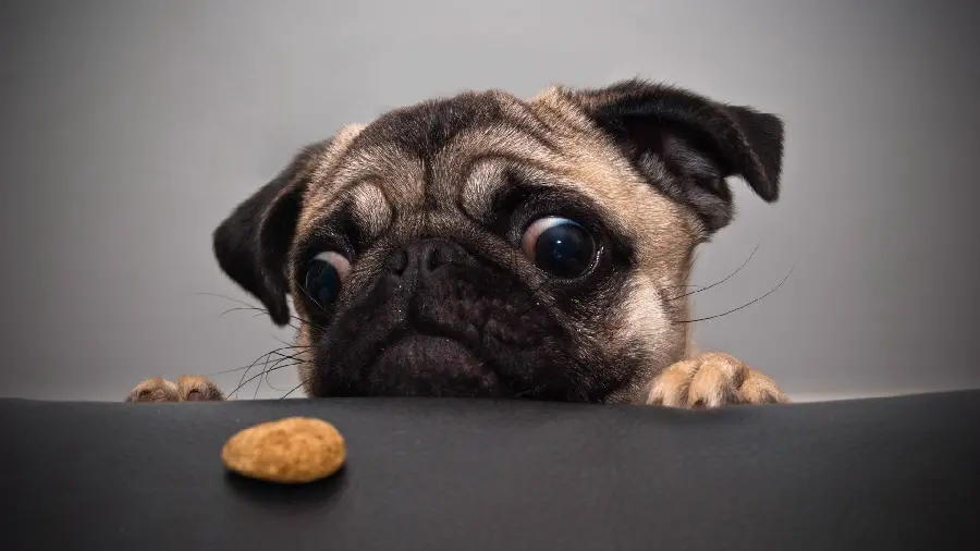 Attractive wallpaper for desktop of a pug dog