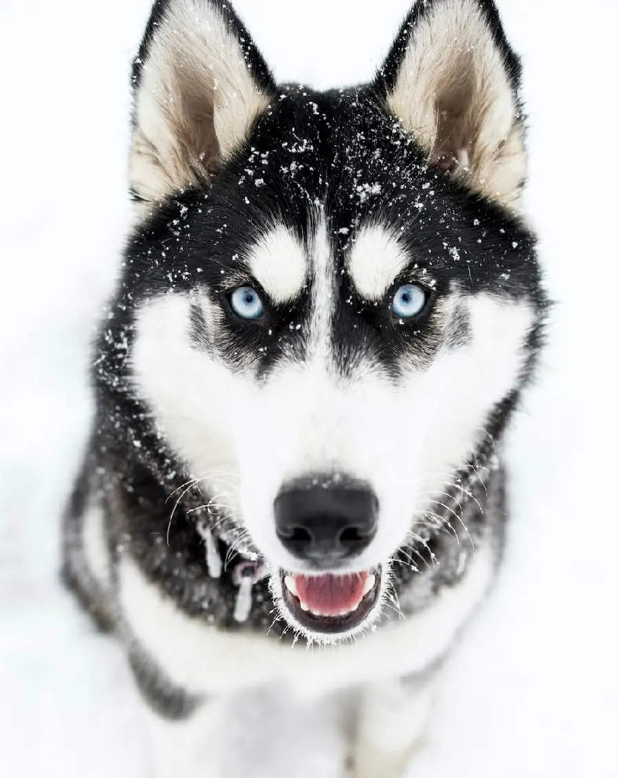 Cool Husky Profile Picture for Rubika and Instagram 