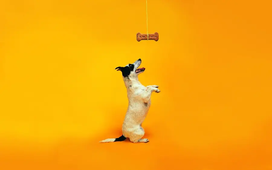Funny Dog Background for Desktop FULL HD