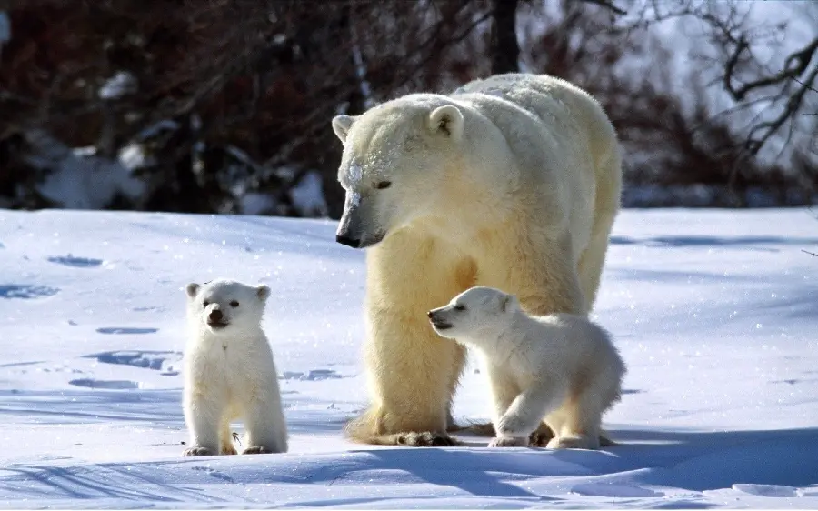 Beautiful stock image of a baby polar bear for wall poster printing 