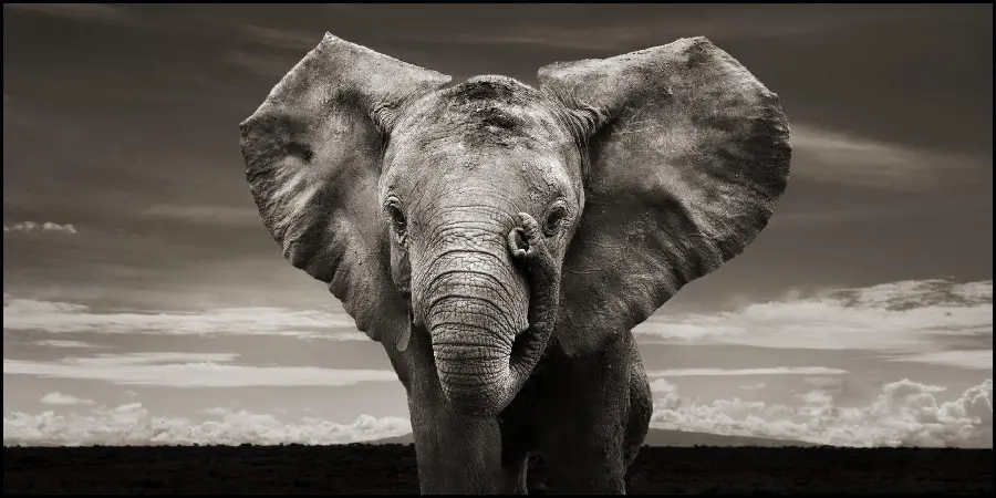 Attractive Black and White Elephant Photo for Wallpaper