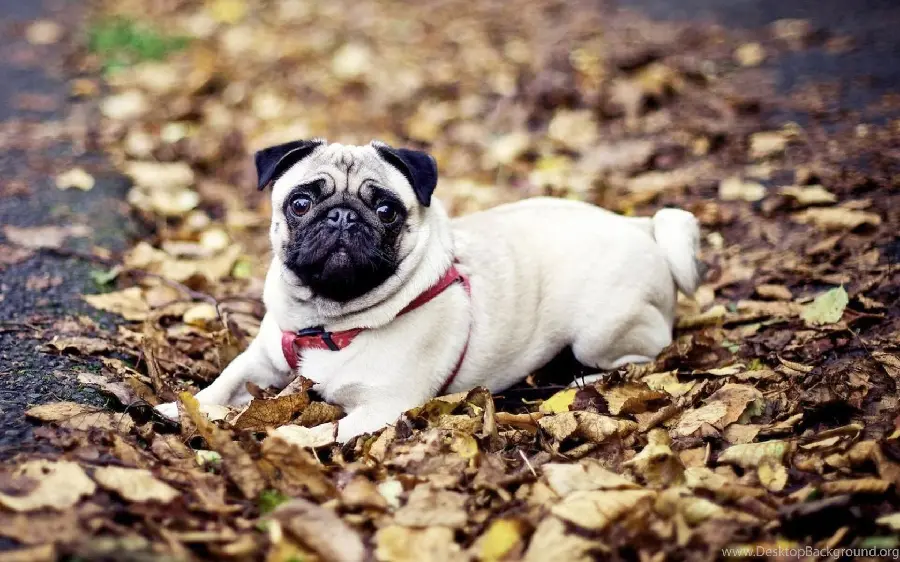 High-quality pug dog images for pet lovers' profiles