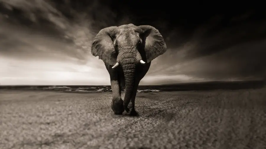 Special black and white profile image of African elephant