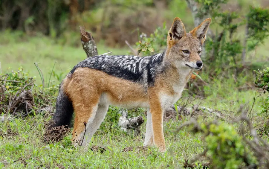 Download Amazing Jackal Wallpaper for Digital Page Backgrounds