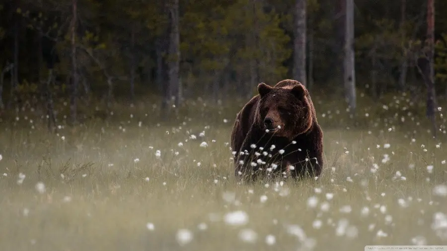 Download a pure and stunning photo of a wild bear in the forest HD