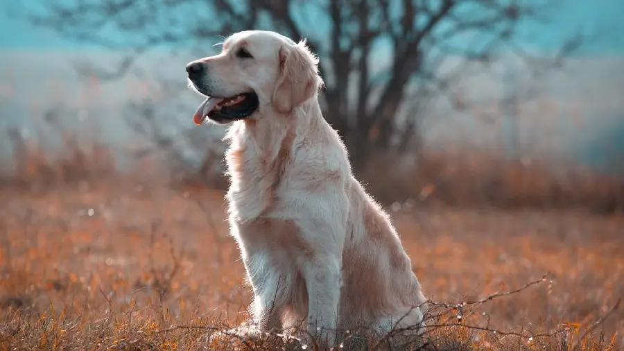 High Definition Labrador Retriever Background