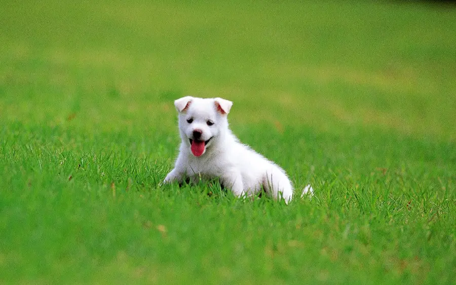 Cute White German Shepherd Puppy Desktop Background