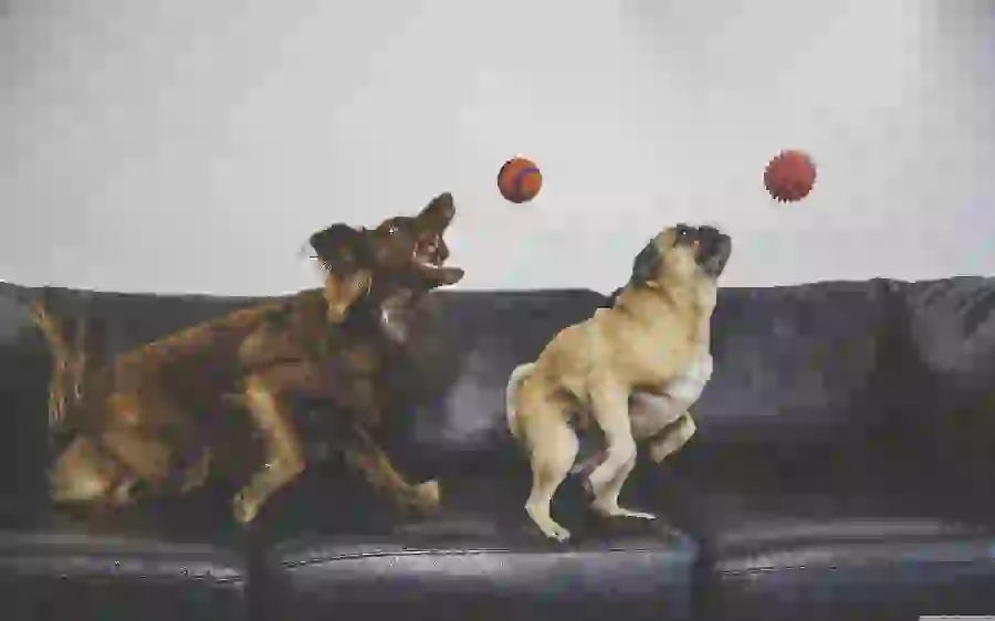Interesting stock image of playful domestic dogs suitable for desktop background 