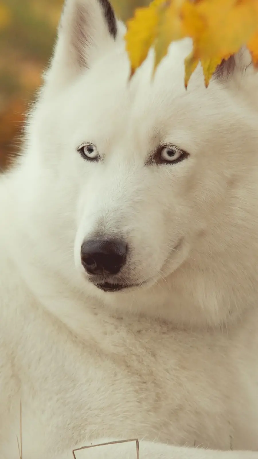 Rare white husky stock photo for iPhone background