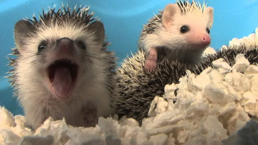 HD wallpaper of protected baby hedgehogs