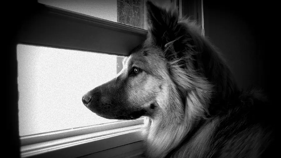 Cool and Dreamy Black and White Dog Design Stock Image