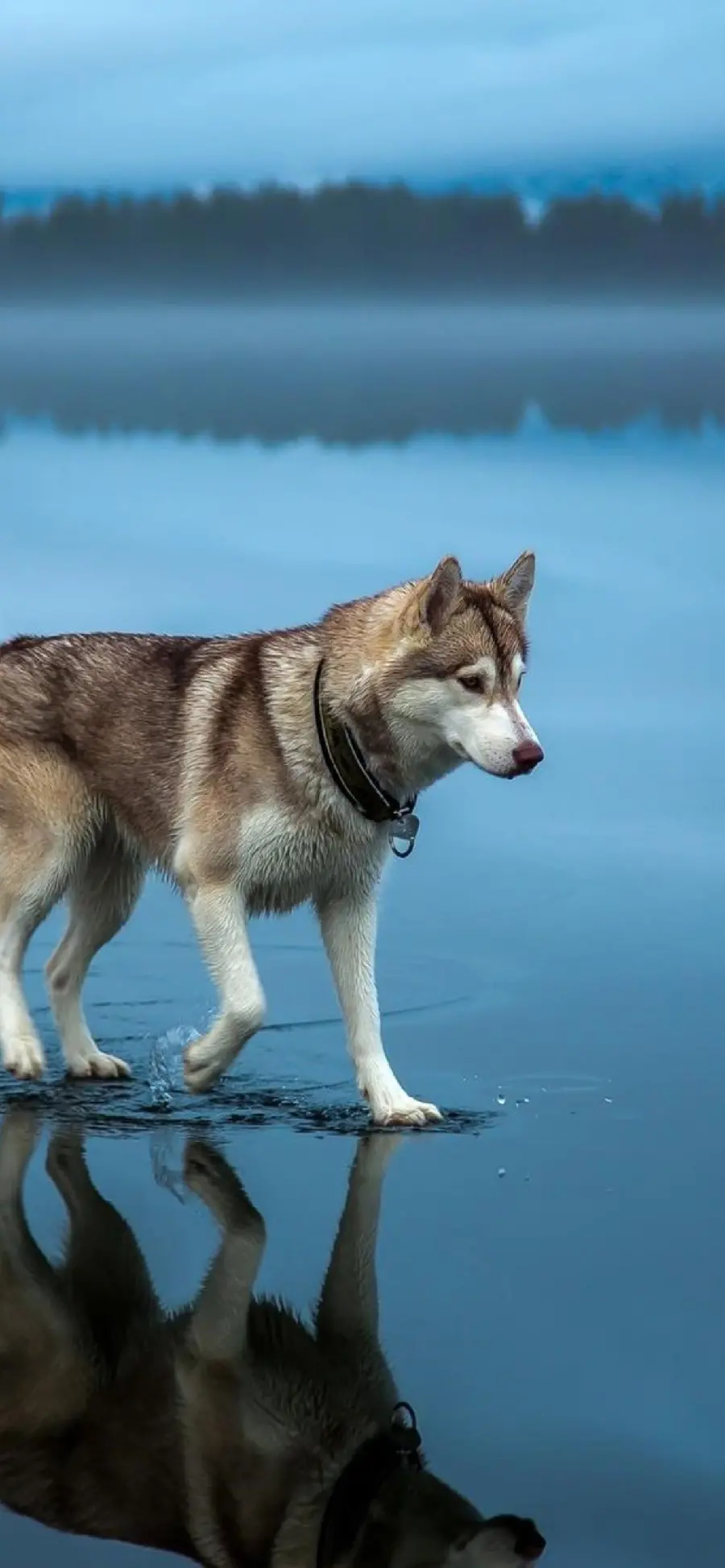 iPhone wallpaper for Husky dog ​​lovers
