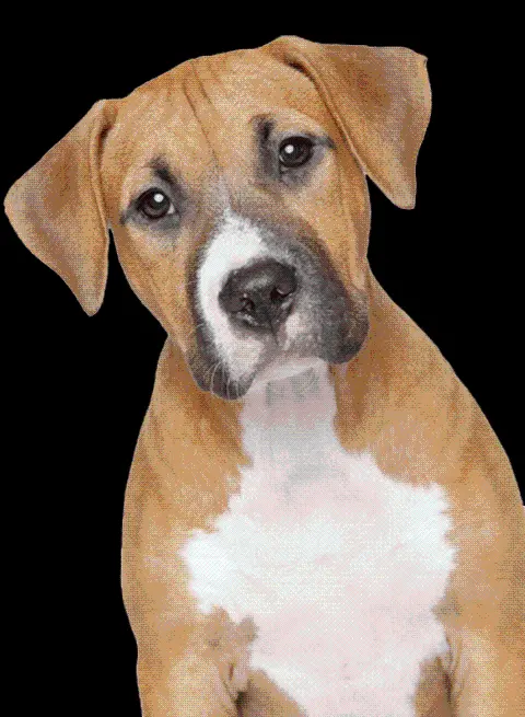 Download Background Image in PNG Format with Popular Dog Design
