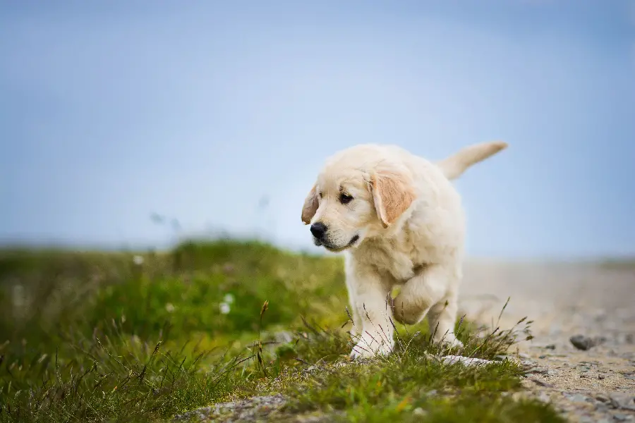 Golden Retriever Puppy Picture for Profile with Special Quality