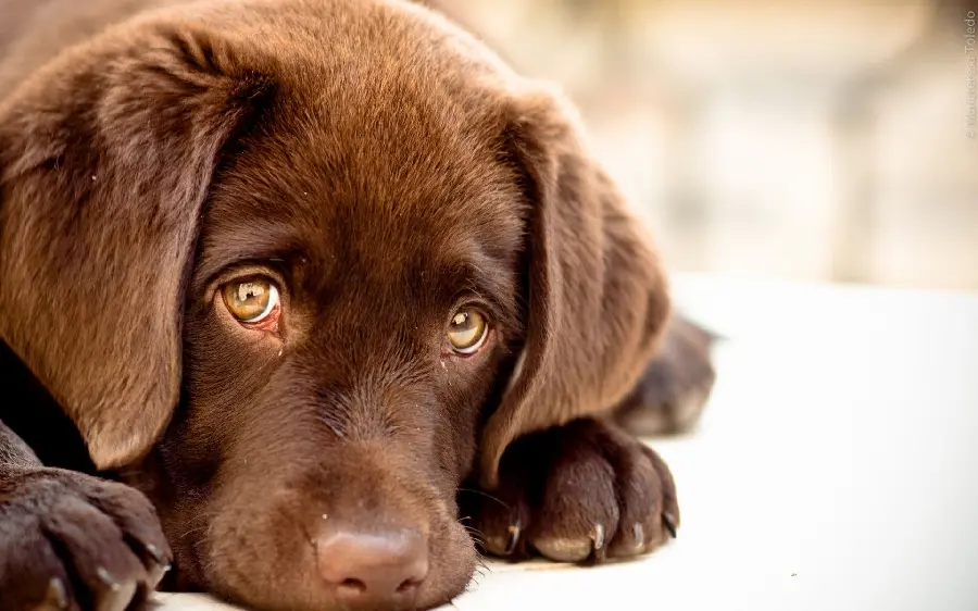 High quality wallpaper of Labrador Retriever puppy with sad and upset look