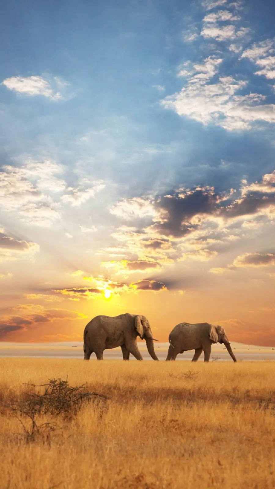 Amazing photo of beautiful African elephants at sunset