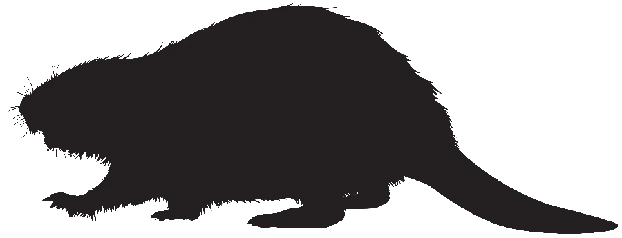 Beaver Shadow Profile Picture PNG for Instagram