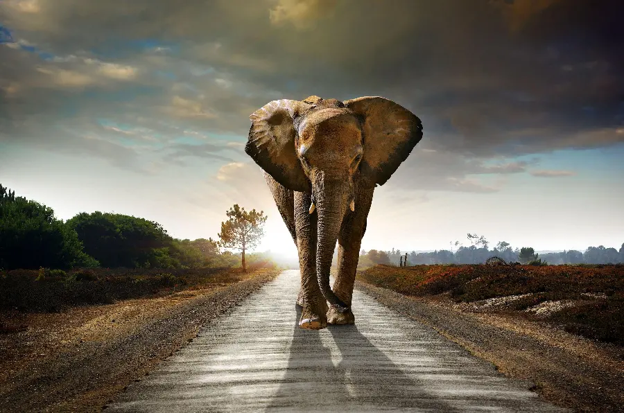 Download a stock photo of an elephant alone in the grasslands and desert