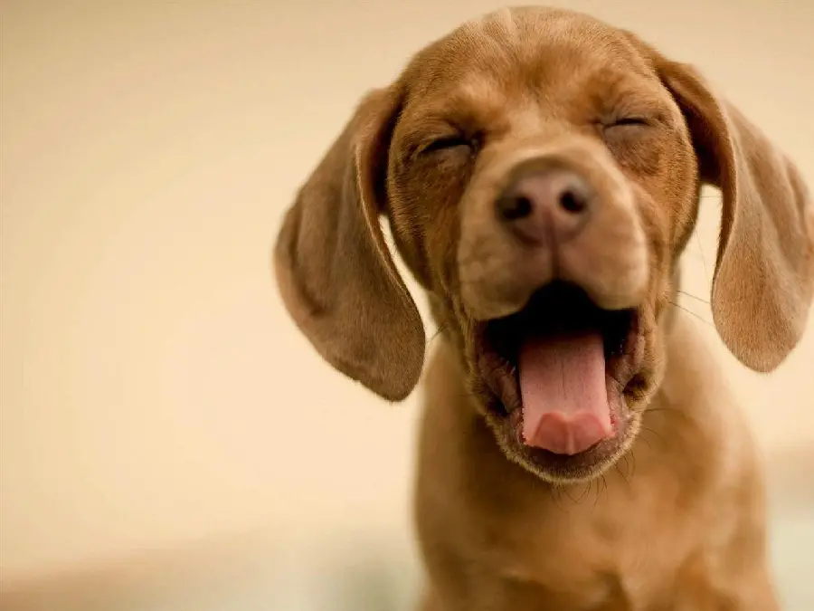 High quality photo of a funny Vizsla dog for profile