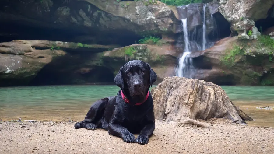 Black Labrador Retriever Stock Image for WhatsApp Profile