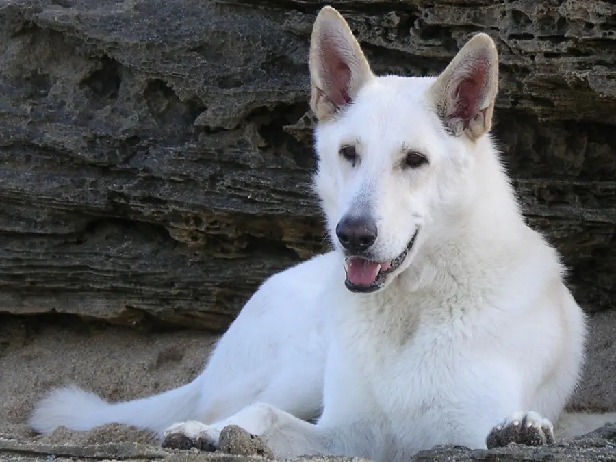 Stunning White German Shepherd Stock Photo