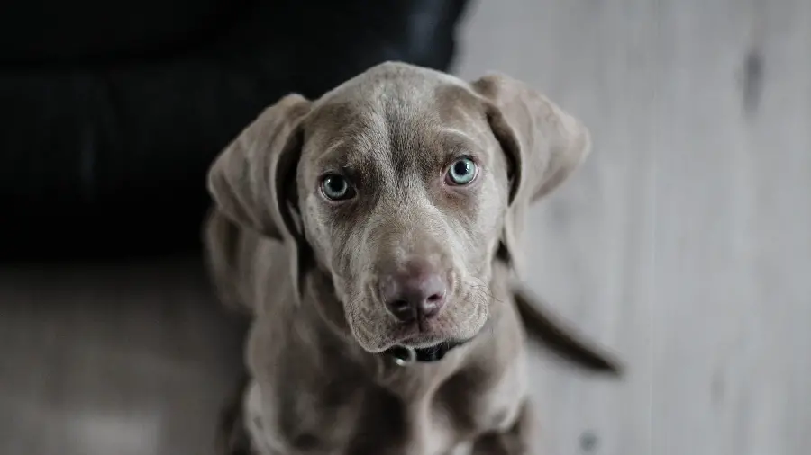 4K High Resolution Weimaraner Dog Stock Photo