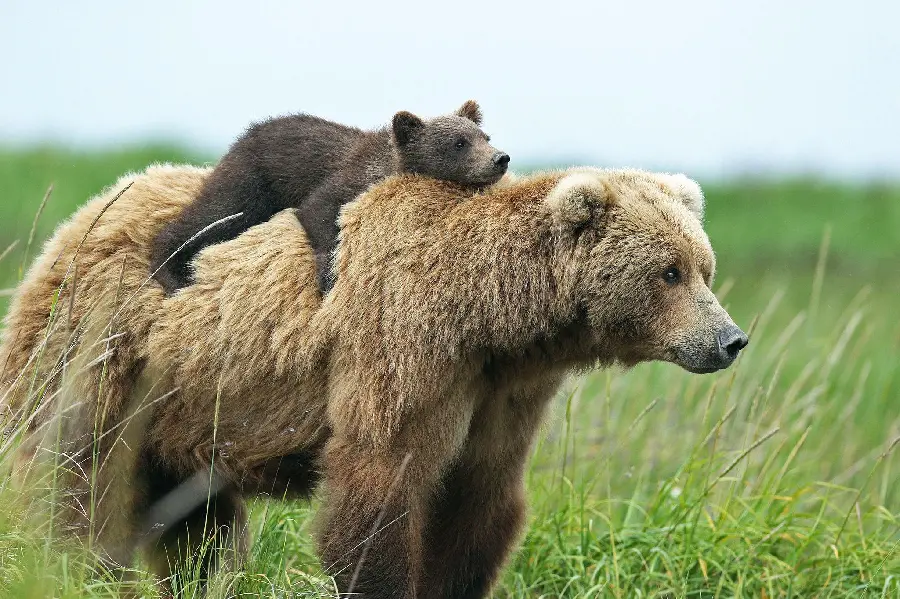 Profile Pictures for Social Networks of Bears HD