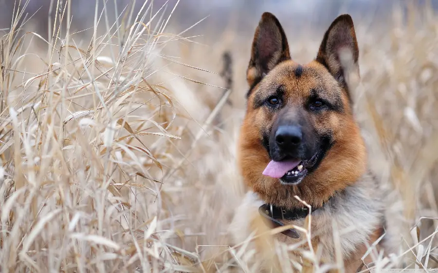 Free and FUll hd German Shepherd Rex dog wallpaper
