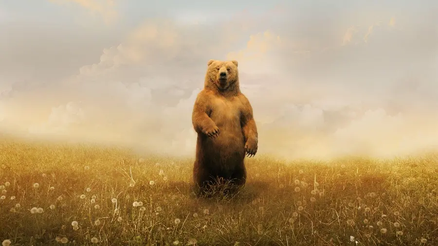 Bear standing on two legs HD stock image