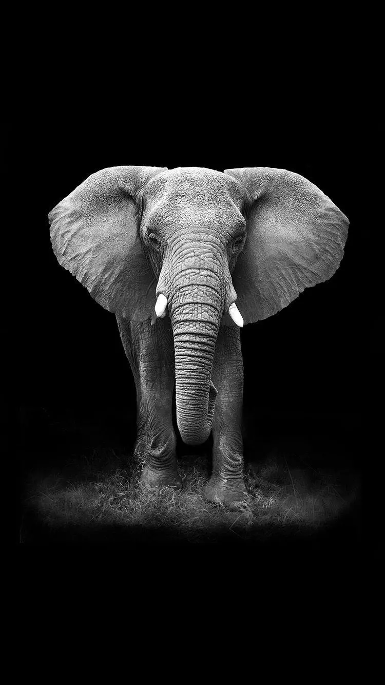 Download High Quality Black and White Elephant Image