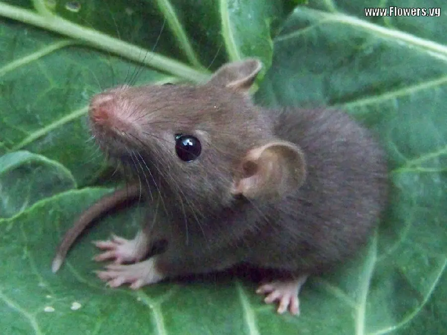 Cute baby mouse from the cutest pictures of small animals 