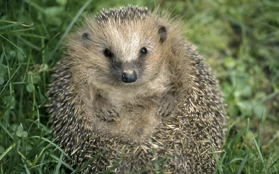 Free download of a beautiful background image of a baby hedgehog