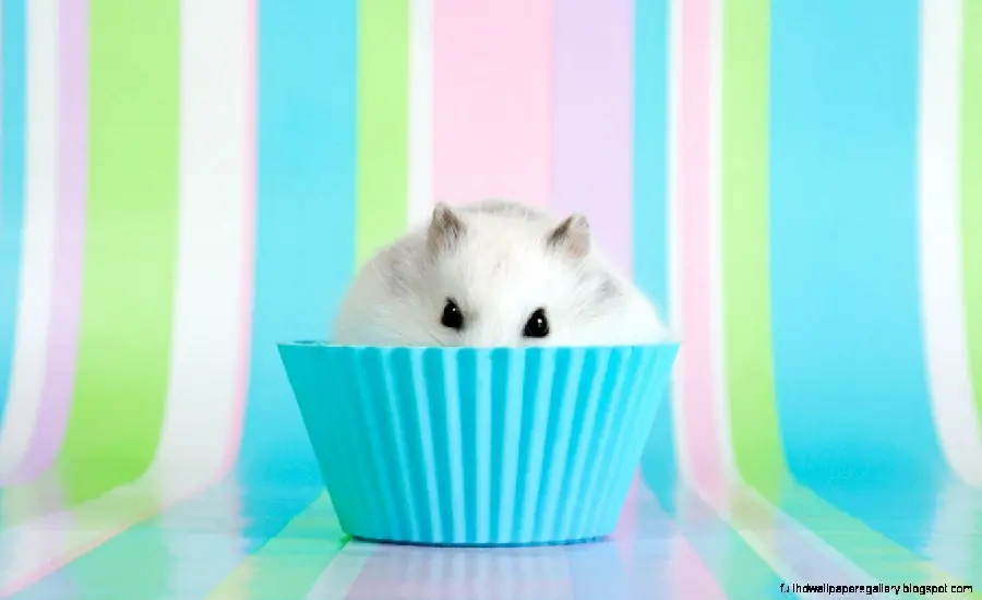 White hamster profile photo