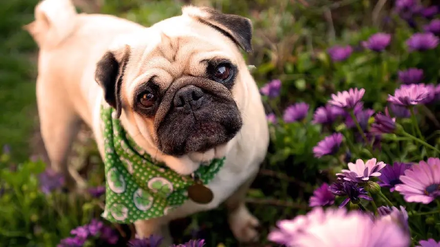 Background Stylish and cute computer wallpaper of a pug puppy among purple flowers