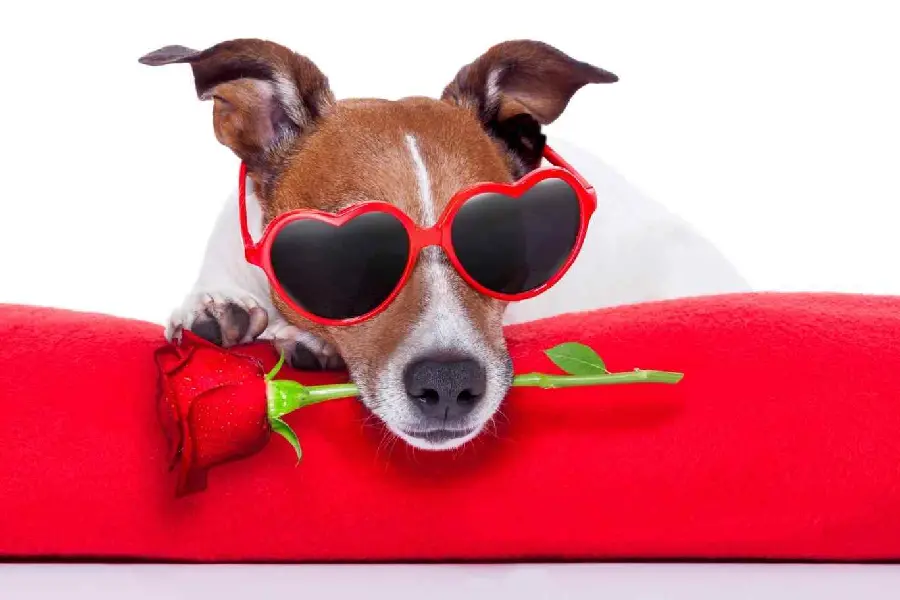 Quality dog ​​photo for Valentine themed profile