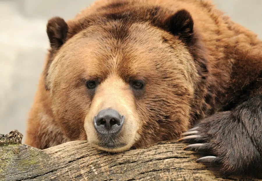 Spectacular and interesting background of a bear for HD monitors