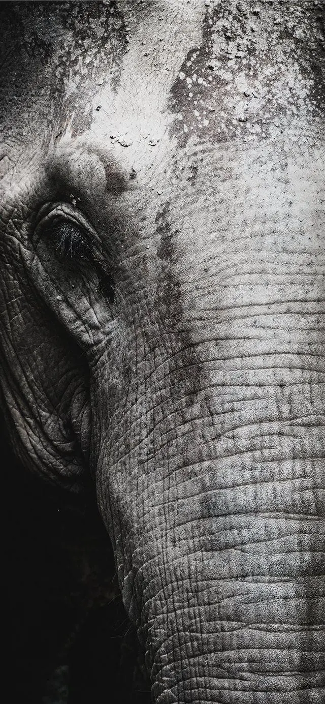 A high-quality and special image of a large elephant for mobile background