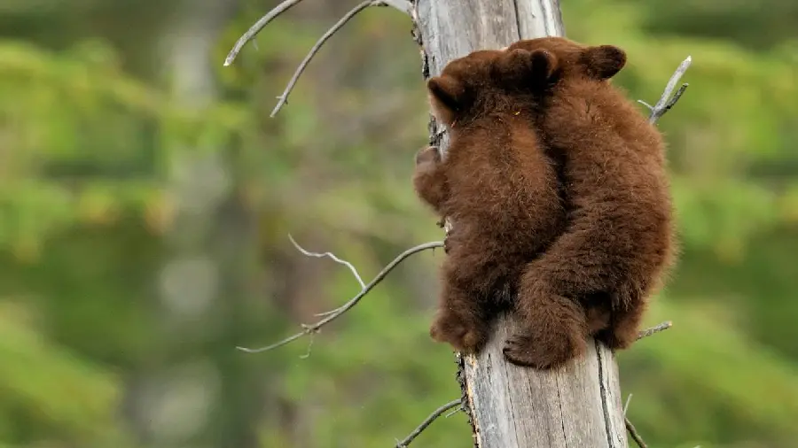 Beautiful Brown Bear Cub Wallpaper Climbing a Tree