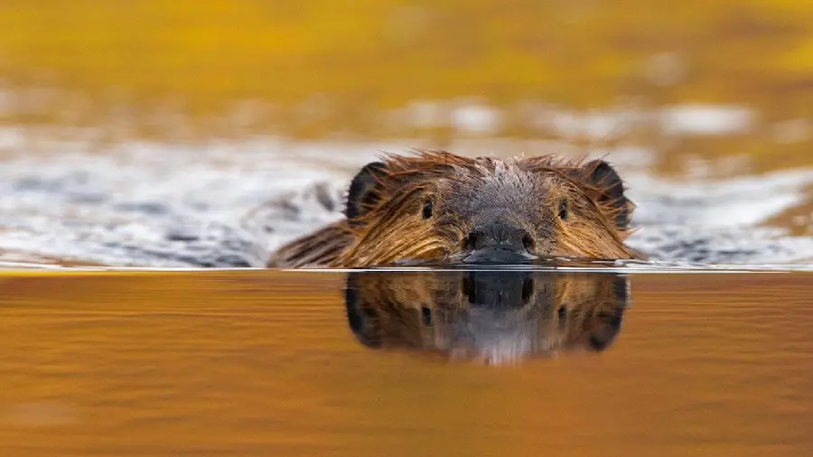 Download high quality beaver image for profile 
