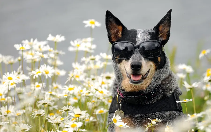 Cool and interesting stock image of Holly the dog in 4K resolution