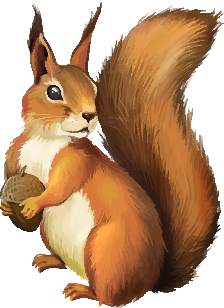 Download Squirrel Wallpaper for Animal Lovers