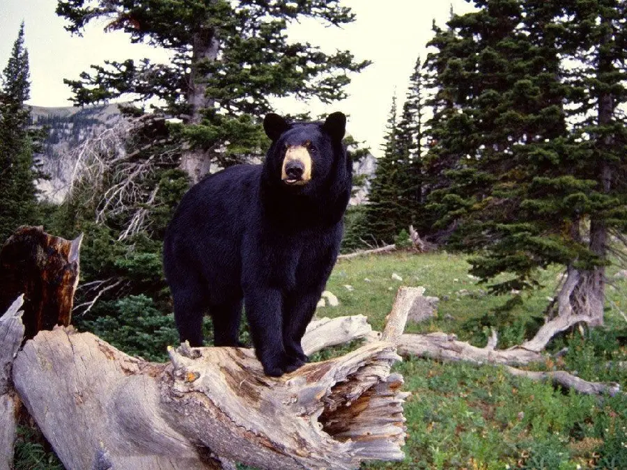 High Quality Florida Black Bear Profile Picture HD