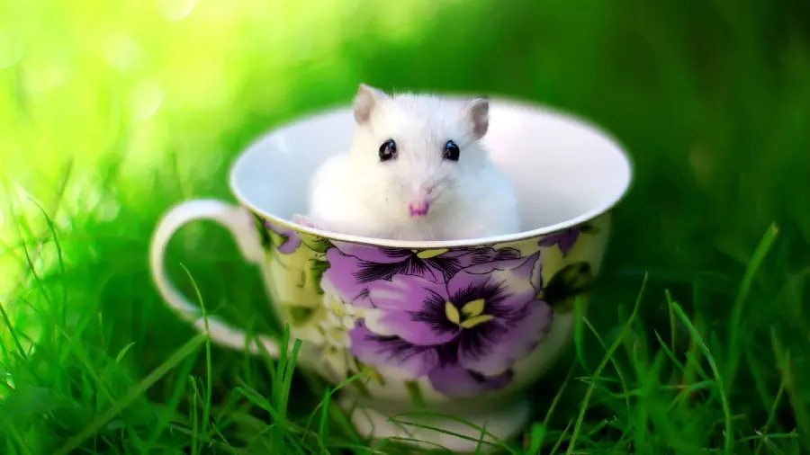  Download special and high quality wallpaper of a baby mouse in a cup