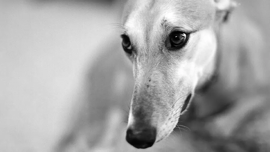 Pure Black and White Greyhound Dog Profile Picture